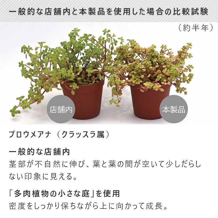 HangOut 植物育成LEDライト　多肉植物の小さな庭　LED-8030